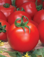 Томат Джина весовой крупноплодный кустовой среднеспелый