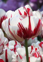 Тюльпан махровый Carnaval de Nice (10252)