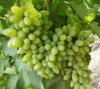 Саженцы винограда Оригинал белый