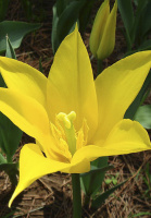 Тюльпан лилиевидный Ballade Gold (10235)