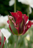 Тюльпан Hollywood 3 шт виридифлора, De Ree (10220)