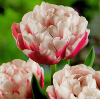 Тюльпан Horizon 3 шт махровый, De Ree (10254)