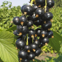 Смородина Санюта чорна середньостигла