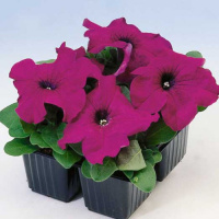 Петуния Лимбо F1 1000 дражированных семян пурпурная, Hem Genetics