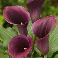 Калла Captain Promise великоквіткова, De Ree