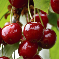 Вишня Тургеневка среднеспелая