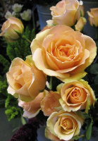 Троянда Версилія чайно-гібридна