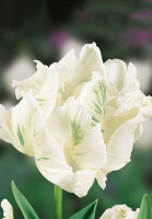 Тюльпан White Parrot 3 шт попугаевидный, De Ree (10263)