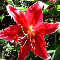 Лилия Cobra ориентальная, De Ree