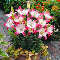 Лилия Lollypop азиатская, De Ree