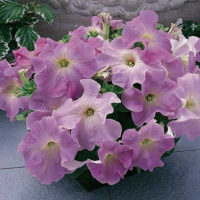 Петуния Ультра F1 1000 дражированных семян лиловая, Syngenta Flowers