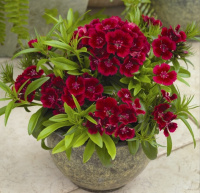 Гвоздика турецкая Барбарини F1 100 семян красная, Syngenta Flowers