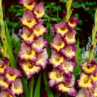 Гладиолус Dynamite 3 шт крупноцветковый, De Ree