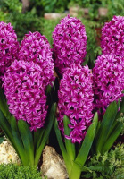 Гиацинт Miss Saigon (10186)