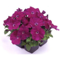 Петуния грандифлора Тритуния F1 пурпурная 1000 семян, Syngenta flowers