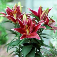 Лилия Magny Cours горшечная (11213), De Ree