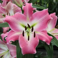 Лилия Corinthe гигант высокорослая, De Ree