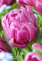 Тюльпан махровый Margarita (10255)