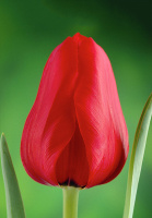 Тюльпан Ile de France 3 шт триумф, De Ree (10308)