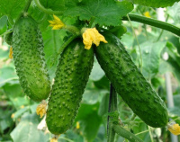 Огурец Авенсис F1 500 шт, Nong Woo Bio