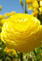 Лютик жовтий 3 шт