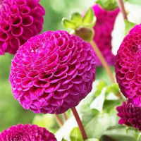 Георгина Rocco помпонная, De Ree