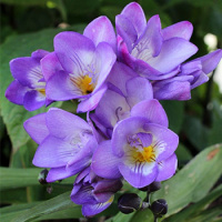 Фрезия Голубая 5 шт, De Ree