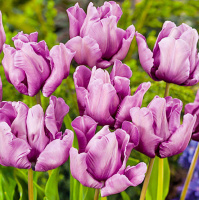 Тюльпан попугаевидный James Last (10534)