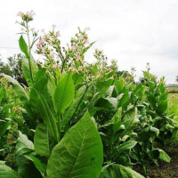 Тютюн Вірджинія 0,1 г курильний, Імперія Насіння