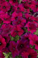Петуния Селебрети F1 1000 дражированных семян бургунди, Benary flowers