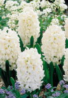 Гиацинт Carnegie (10181)