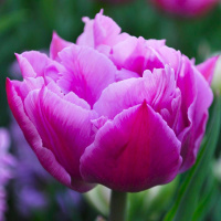 Тюльпан  Double Price 3 шт махровый, De Ree (10250)