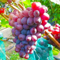 Саженцы винограда Сказка кишмиш