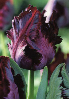 Тюльпан Negrita Parrot 3 шт попугаевидный, De Ree(10311)