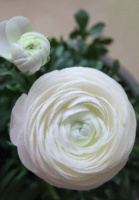 Лютик білий 3 шт