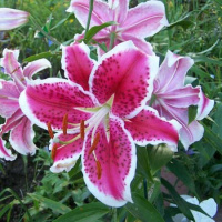 Лилия Starfighter ориентальная тигровая, De Ree