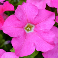 Петуния Селебрети F1 1000 дражированных семян неоновая, Benary flowers