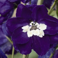 Дельфиниум махровый Магический фонтан F1 250 семян темно-синий, Benary flowers