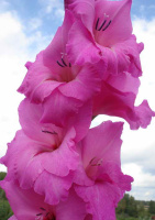 Гладиолус Fidelio крупноцветковый (10114), De Ree