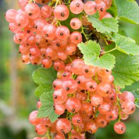 Смородина рожева Чудова