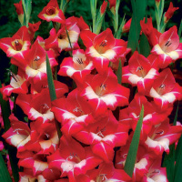 Гладиолус  Liebelei серия Butterfly (10127), De Ree