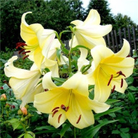 Лилия Conca d'or гигант высокорослая, De Ree