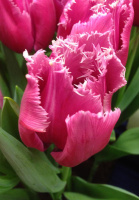 Тюльпан  Louvre 3 шт бахромчатый, De Ree (10218)