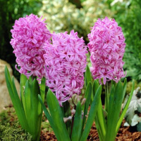 Гиацинт горшечный  Anna Liza (10510)