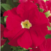 Петуния Ультра F1 1000 дражированных семян скарлет, Syngenta Flowers