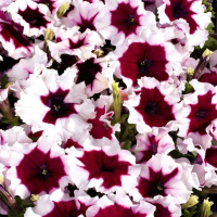 Петуния Селебрети F1 500 семян бургунди пикоте, Benary flowers