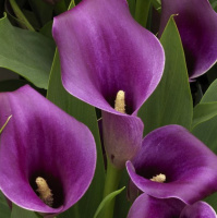 Калла Amethyst великоквіткова (11211), De Ree