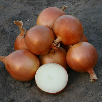 Цибуля Універсо F1 100000 насіння ріпчаста середньорання, Nunhems Zaden