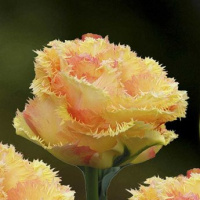 Тюльпан махрово-бахромчатый Vaya Con Dios (10369)