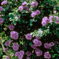 Роза Вейченблау плетиста